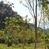 Land for Sale 8800 sq.m, Ao Nang