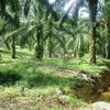 Land for Sale 11600 sq.m, Ao Nang