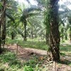 Land for Sale 11600 sq.m, Ao Nang