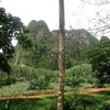 9600 sq.m of Land with runbber tree and pineapple plantation for Sale , Ao Nang