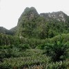 9600 sq.m of Land with runbber tree and pineapple plantation for Sale , Ao Nang