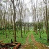 9600 sq.m of Land with runbber tree and pineapple plantation for Sale , Ao Nang