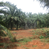 Land for Sale 2200 sq.m, Tha Lane