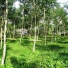 Land for Sale 3312 sq.m, Khao Tong