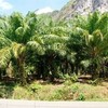 Land for Sale 6084 sq.m, Ding Daeng 2