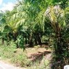 Land for Sale 6084 sq.m, Ding Daeng 3
