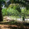 Land for Sale 6084 sq.m, Ding Daeng 4