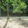 Land for Sale 4800 sq.m, Ao Nammao