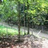 Land for Sale 4800 sq.m, Ao Nammao