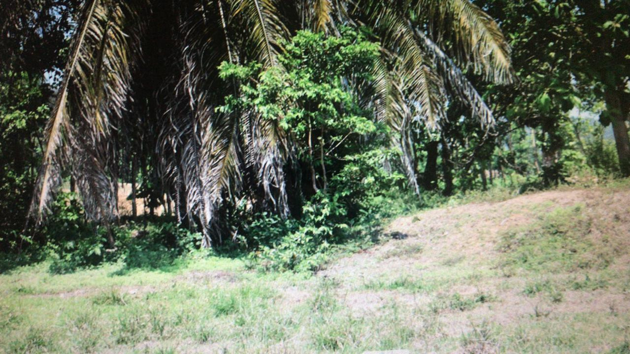 738340_propiedad-en-venta-en-matapalo-de-quepos.jpeg