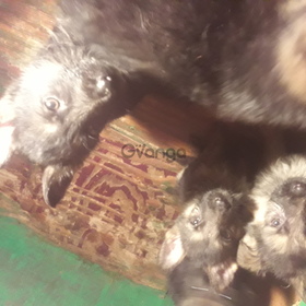 Cachorros Pastor Alemán