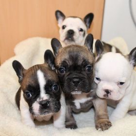 Cachorros de bulldog francés disponibles para los amantes del bulldog.