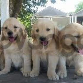 3 Cachorros Golden Disponibles.