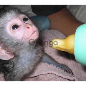 Adorável bebê Capuchinho e macacos sagui