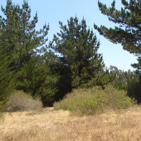 Pichilemu urbanizado