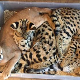 Serval, Caracal, Sabana y Gatos Exóticos