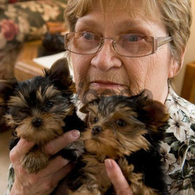 Regalo cachorros ed yorkshire en adopcion