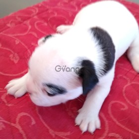 Cachorros bulldog francés