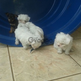 Maltes micro : preciosos cachorritos