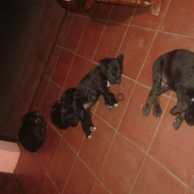 Vendo cachorros labrador