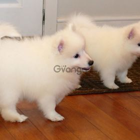Japanese Spitz Puppies