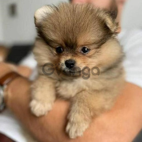 Pomeranian Excelentes Precios Lindos