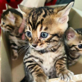 Bengali El Gato Tigre Hermoso