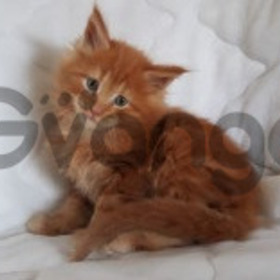 Gato Maine Coon Red Tabby 100% Puros