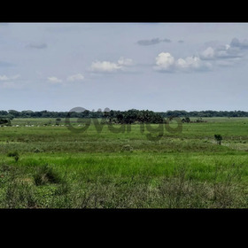 GANGA Se vende finca en la primavera vichada 9.800 hectareas