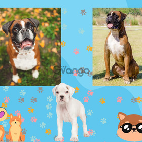 Cachorros boxer colombia criadero venta