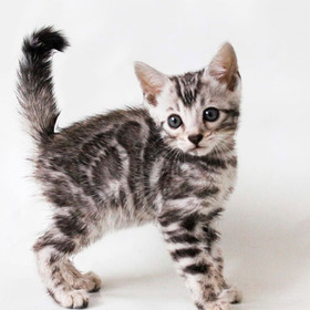 Bengalis Gatos En Medellín