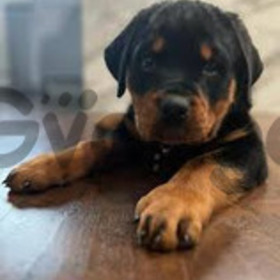 Rottweiler Cachorros Garantizados