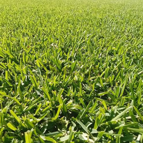 Se vende pasto en rollo