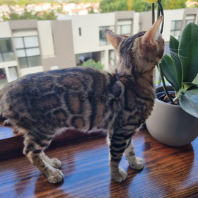 Unicos Bengalis Gatos Lindos