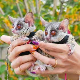 Arbusto de gálago bebé disponible para la venta