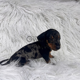Teckels Lindos Cachorros Garantízados