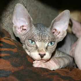 Sphynxs Una Linda Raza Gatos