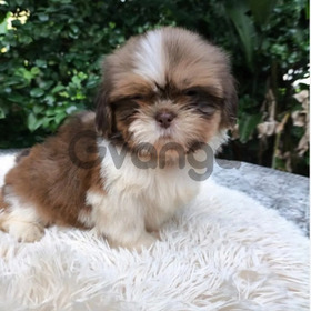 Shitzu Mascotas Cachorros Hermosos