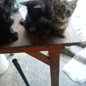 GATITOS EN ADOPCION