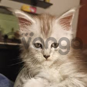 Gatos Maine Coon En Medellín