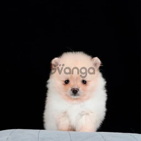 Pomerania Perritos Excelentes