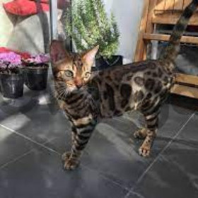 Gatos Bengalis Únicos Excelentes