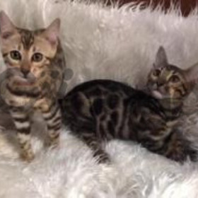 Bengali Hermosos Gatos Mede