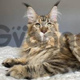 Maine Coon Excelentes y Bonitos Gatos