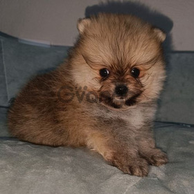 Excelente Raza Pomeranian