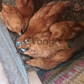 SE VENDE GALLINAS