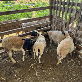 EN VENTA FINCA AGROINDUSTRIAL COSTA RICA