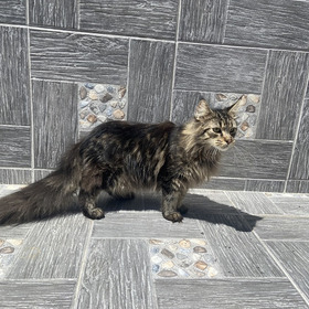 Maine Coons Gatos Grandes y Hermosos