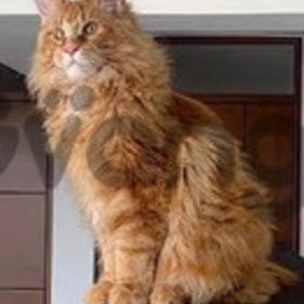 Raza De Gatos Maine Coons Hermosos