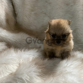Baby Pomeranian Excelentes y Puros